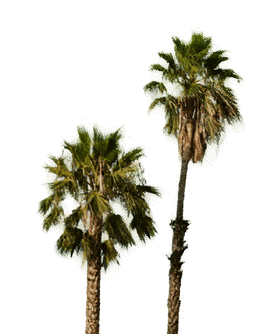 PALM-TREE-ANIMATION